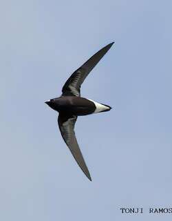 紫针尾雨燕 / Purple Needletail / Hirundapus celebensis