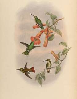 铜色翠蜂鸟 / Coppery Emerald / Chlorostilbon russatus