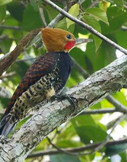 环颈啄木鸟 / Ringed Woodpecker / Celeus torquatus