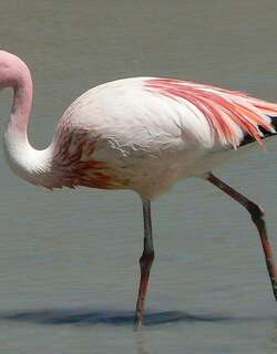 秘鲁红鹳 / James’s Flamingo / Phoenicoparrus jamesi