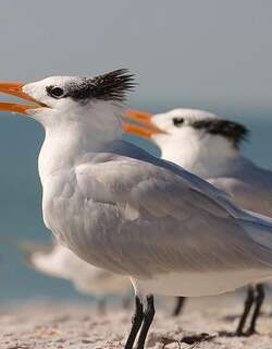 橙嘴凤头燕鸥 / Royal Tern / Thalasseus maximus