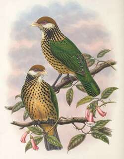褐冠园丁鸟 / Tan-capped Catbird / Ailuroedus geislerorum