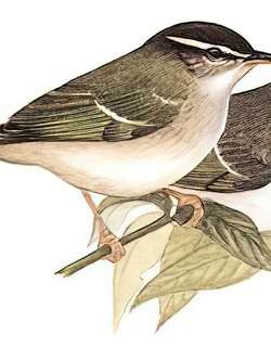 乌嘴柳莺 / Large-billed Leaf Warbler / Phylloscopus magnirostris