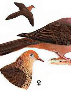 栗褐鹃鸠 / Brown Cuckoo Dove