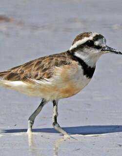 黑斑沙鸻 / Madagascan Plover / Charadrius thoracicus