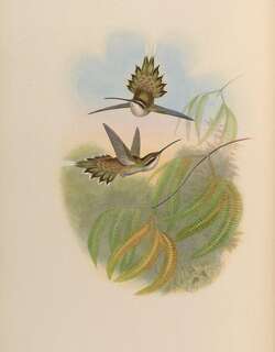 淡腹隐蜂鸟 / Pale-bellied Hermit / Phaethornis anthophilus
