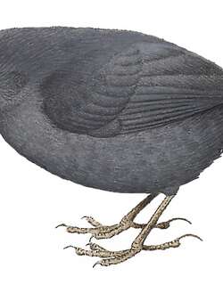 楚氏窜鸟 / Tschudi’s Tapaculo / Scytalopus acutirostris