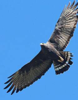 斑尾鵟 / Zone-tailed Hawk / Buteo albonotatus