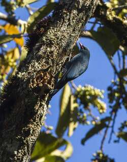 红嘴钩嘴鵙 / Nuthatch Vanga / Hypositta corallirostris