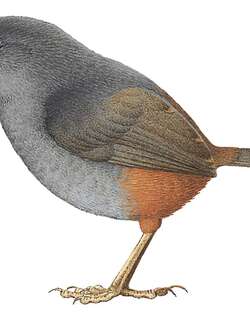 维尔窜鸟 / Vilcabamba Tapaculo / Scytalopus urubambae