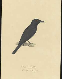 新几内亚鹃鵙 / Black Cicadabird / Edolisoma melas