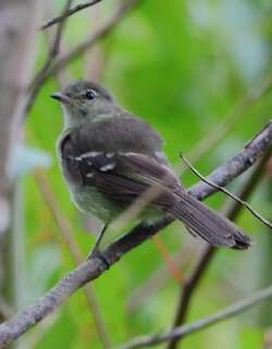 高原拟霸鹟 / Highland Elaenia / Elaenia obscura
