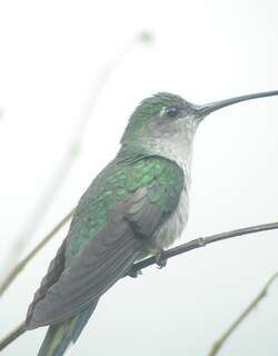 灰胸刀翅蜂鸟 / Grey-breasted Sabrewing / Campylopterus largipennis