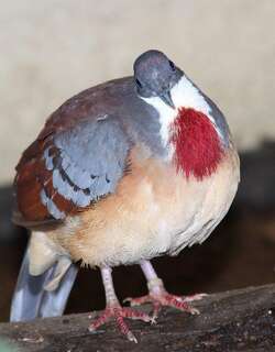 巴氏鸡鸠 / Mindanao Bleeding-heart / Gallicolumba crinigera