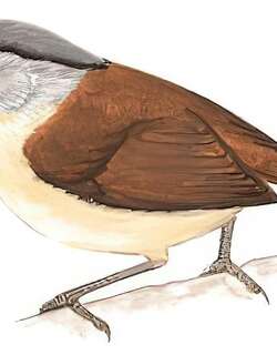 白眶雀鹛 / Nepal Fulvetta / Alcippe nipalensis