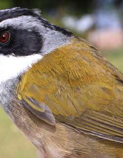 佩里薮雀 / Perija Brushfinch / Arremon perijanus