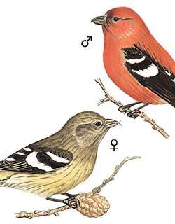 白翅交嘴雀 / Two-barred Crossbill / Loxia leucoptera