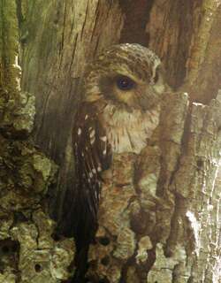 古巴角鸮 / Bare-legged Owl / Margarobyas lawrencii