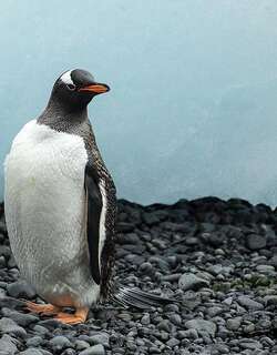 白眉企鹅 / Gentoo Penguin / Pygoscelis papua