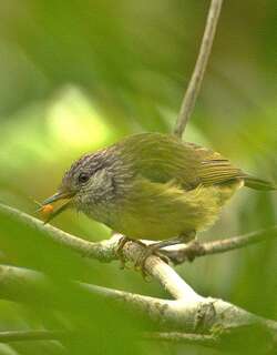 纹头冠绣眼鸟 / Streak-headed White-eye / Heleia squamiceps