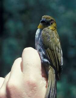 黄喉灌丛唐纳雀 / Yellow-throated Bush Tanager / Chlorospingus flavigularis