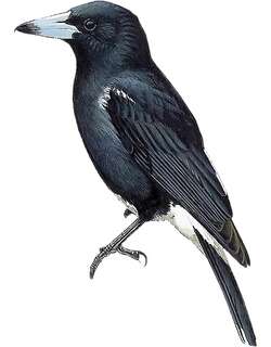 白腰钟鹊 / Tagula Butcherbird / Cracticus louisiadensis