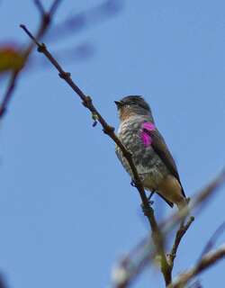 黄喉紫须伞鸟 / Buff-throated Purpletuft / Iodopleura pipra