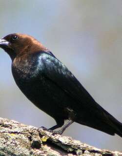 褐头牛鹂 / Brown-headed Cowbird / Molothrus ater