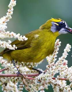 黄耳鹎 / Yellow-eared Bulbul / Pycnonotus penicillatus