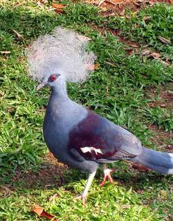 蓝凤冠鸠 / Western Crowned Pigeon / Goura cristata