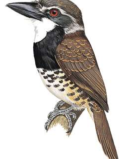 乌顶蓬头䴕 / Sooty-capped Puffbird / Bucco noanamae