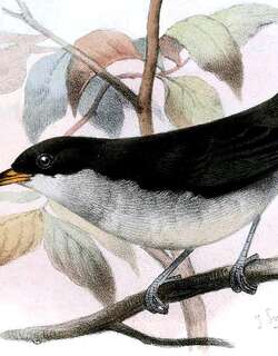 红纹啄花鸟 / Red-keeled Flowerpecker / Dicaeum australe