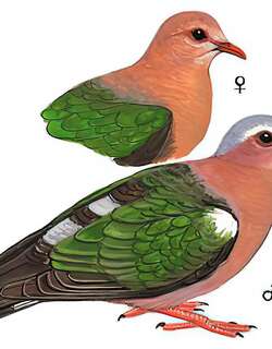 绿翅金鸠 / Common Emerald Dove / Chalcophaps indica