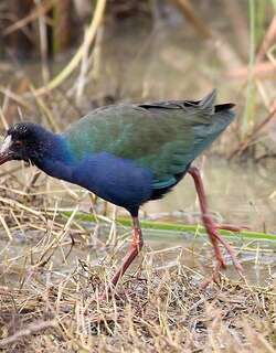 辉青水鸡 / Allen’s Gallinule / Porphyrio alleni