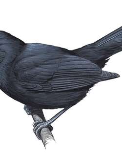 努库希瓦果鹟 / Nuku Hiva Monarch / Pomarea nukuhivae