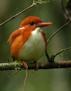 马岛小翠鸟 / Madagascan Pygmy Kingfisher / Corythornis madagascariensis