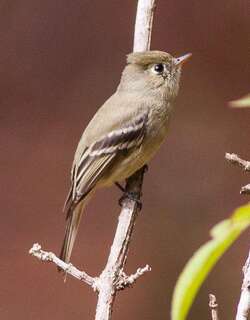 松纹霸鹟 / Pine Flycatcher / Empidonax affinis