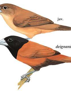 栗腹文鸟 / Chestnut Munia / Lonchura atricapilla