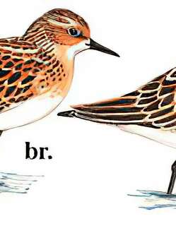 小滨鹬 / Little Stint / Calidris minuta