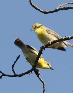 绿顶孤莺 / Green-capped Eremomela / Eremomela scotops
