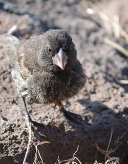 大仙人掌地雀 / Espanola Cactus Finch / Geospiza conirostris