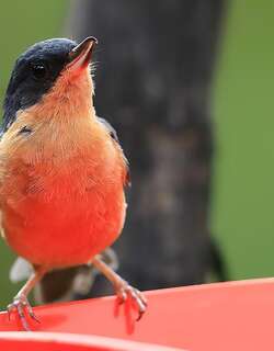 锈色刺花鸟 / Rusty Flowerpiercer / Diglossa sittoides