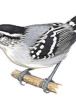 托氏蚁鹩 / Todd’s Antwren / Herpsilochmus stictocephalus