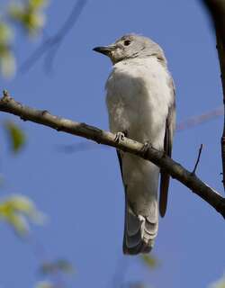白胸鹃鵙 / White-breasted Cuckooshrike / Ceblepyris pectoralis