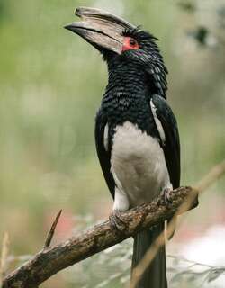 噪犀鸟 / Trumpeter Hornbill / Bycanistes bucinator