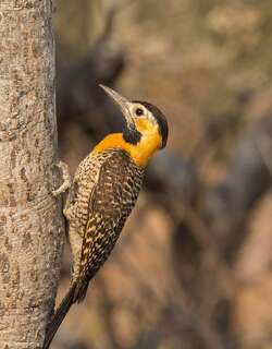 草原扑翅䴕 / Campo Flicker / Colaptes campestris