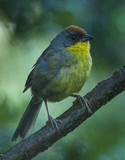 棕顶薮雀 / Rufous-capped Brushfinch / Atlapetes pileatus