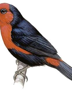 灰颊蓝嘴雀 / Grant’s Bluebill / Spermophaga poliogenys