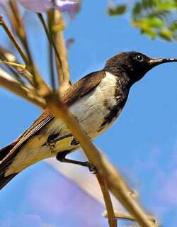 黑吸蜜鸟 / Black Honeyeater / Sugomel niger