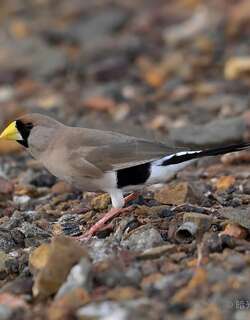 白耳草雀 / Masked Finch / Poephila personata
